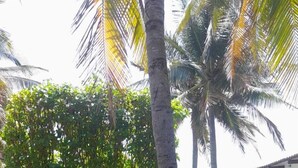 Dos perros descansando sobre césped con palmeras y un edificio al fondo.