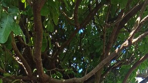 A large tree with a thick trunk and dense foliage in a garden area. - Self-contained bed sitter overlooking a beautiful scenery in an animal farm. (Lilongwe)
