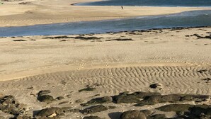 A sandy beach with a clear view of the water and distant trees. - Grande Villa, vue Mer, à Bénodet (Bénodet)