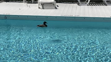 Udendørs pool