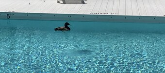 2BR/2BA  Next to Freeman Park/CB Pier  Two Parking Spots l Pool