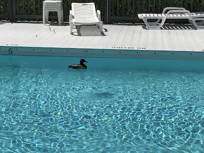 2BR/2BA  Next to Freeman Park/CB Pier  Two Parking Spots l Pool