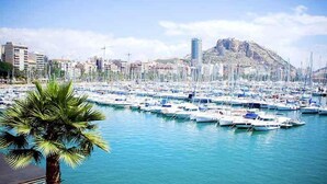A marina with numerous boats docked, a palm tree in the foreground, and buildings in the background.