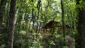 A rustic cabin surrounded by dense forest.