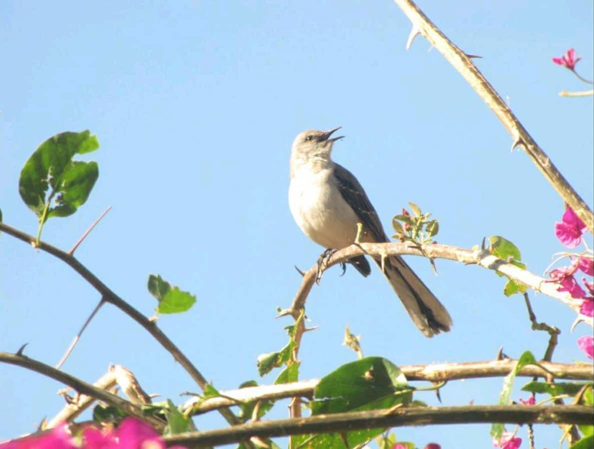 A bird perched on a branch with pink flowers in the foreground.