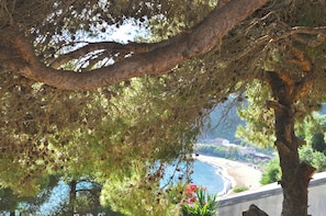 Vista costera con un árbol en primer plano y una playa al fondo.