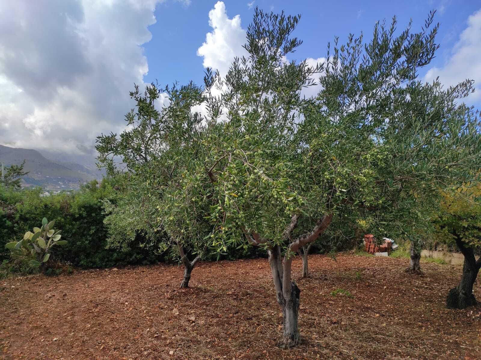 A vineyard with rows of olive trees and a mountainous backdrop.