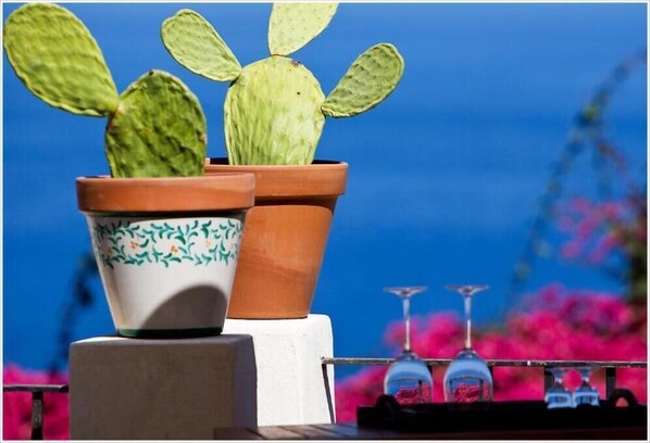 Dos cactus en macetas en un balcón, con un cielo azul despejado y flores rosadas al fondo.