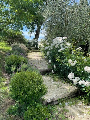 A garden pathway with white roses and various shrubs.