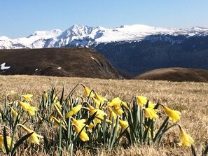 A field of yellow daffodils in front of a mountain range with snow-capped peaks.