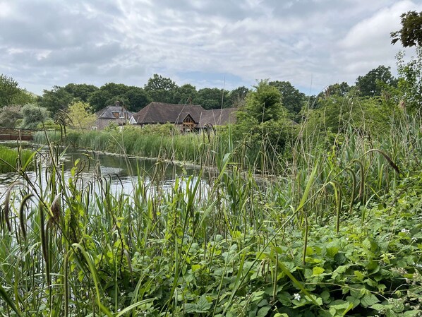 A riverside view with a house and dense greenery.