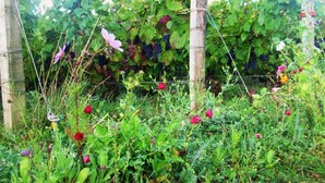 A vineyard with grapevines and flowering plants.