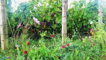 Área da propriedade