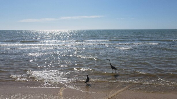 A beach with two birds standing in shallow water.