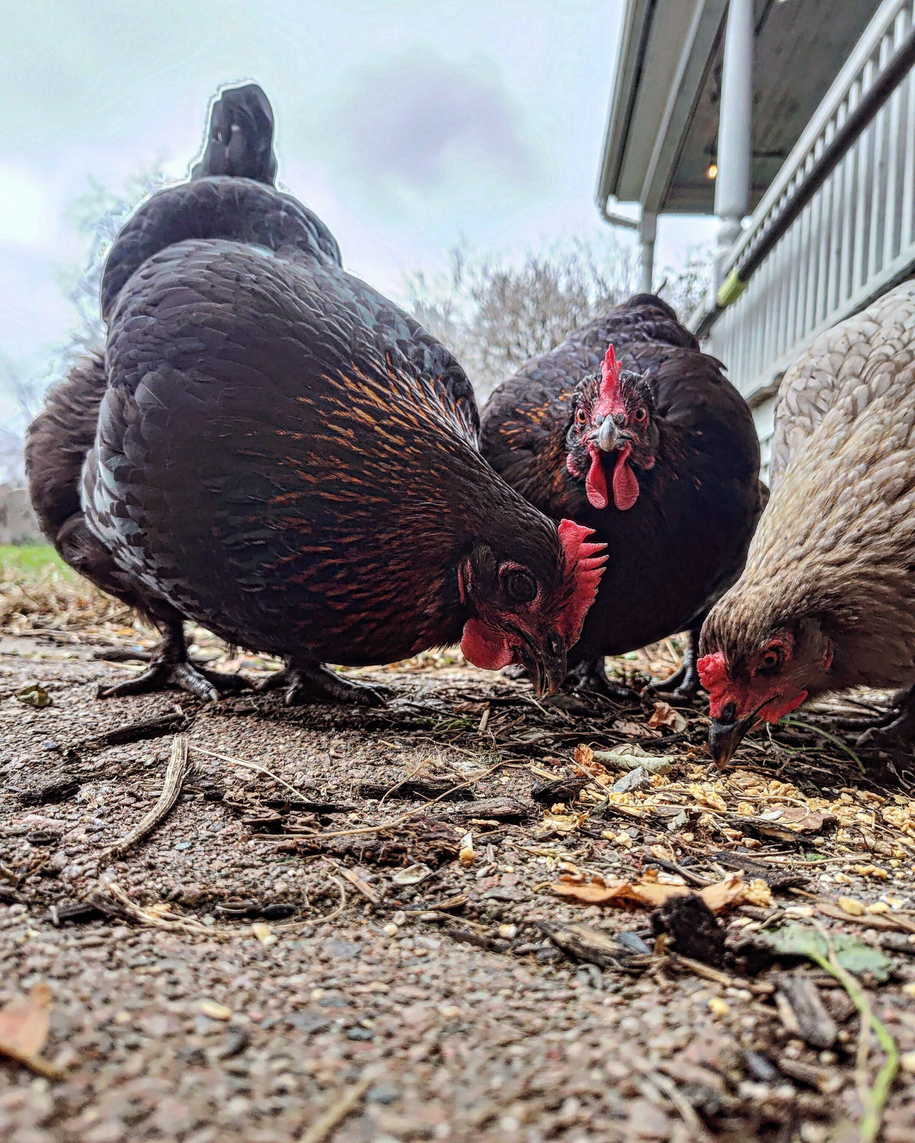 Tres gallines buscant menjar sobre un terra cobert de fulles i branques seques.