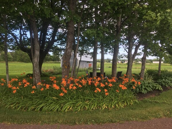 A garden with tall trees and orange flowers in the foreground.