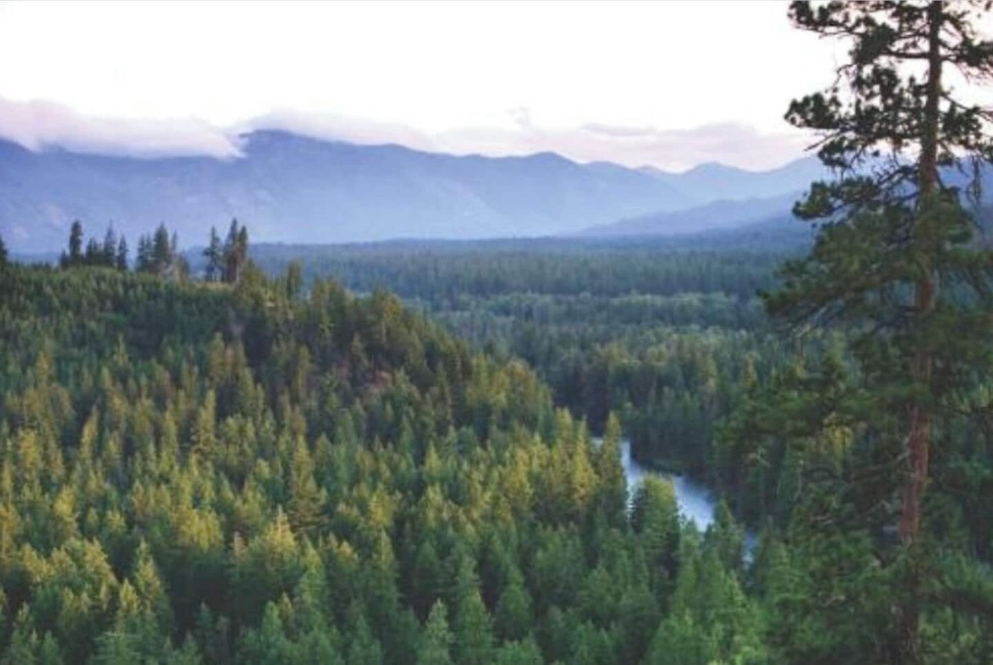 A dense forest with a river running through it, surrounded by mountains.