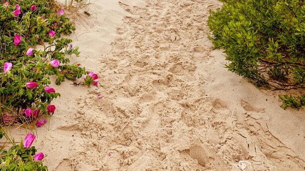 A sandy beach path leading to the sea with some vegetation on the sides. - Beautiful and pristine 4 bedroom home,  7 minute walk to the Beach! (West Yarmouth)