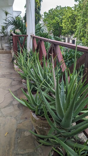 Exterior detail - POSH HOUSE MALINDI 3BEDROOM SLEEPS 6 ADJACENT TO FALCONRY OF KENYA MALINDI (Malindi)