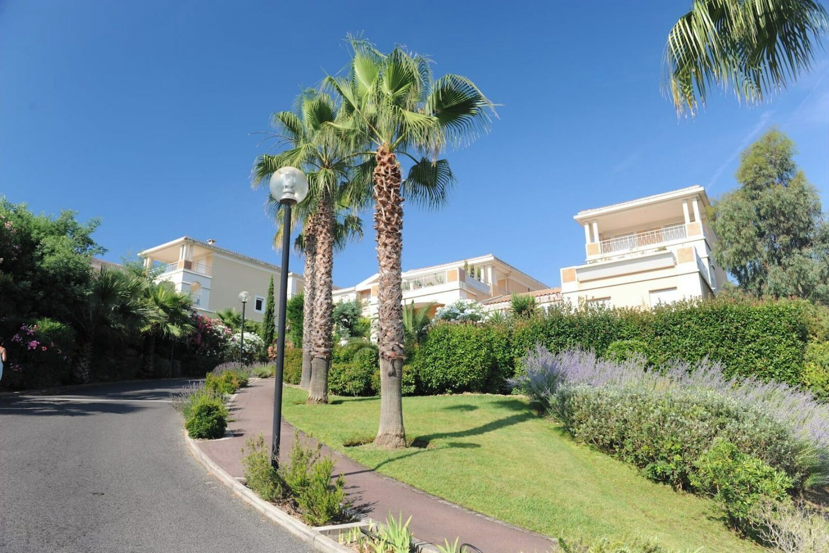 A residential area with a paved road, palm trees, and a well-maintained garden.