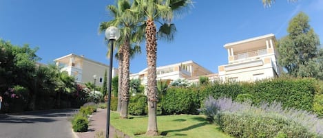 A residential area with a paved road, palm trees, and a well-maintained garden.