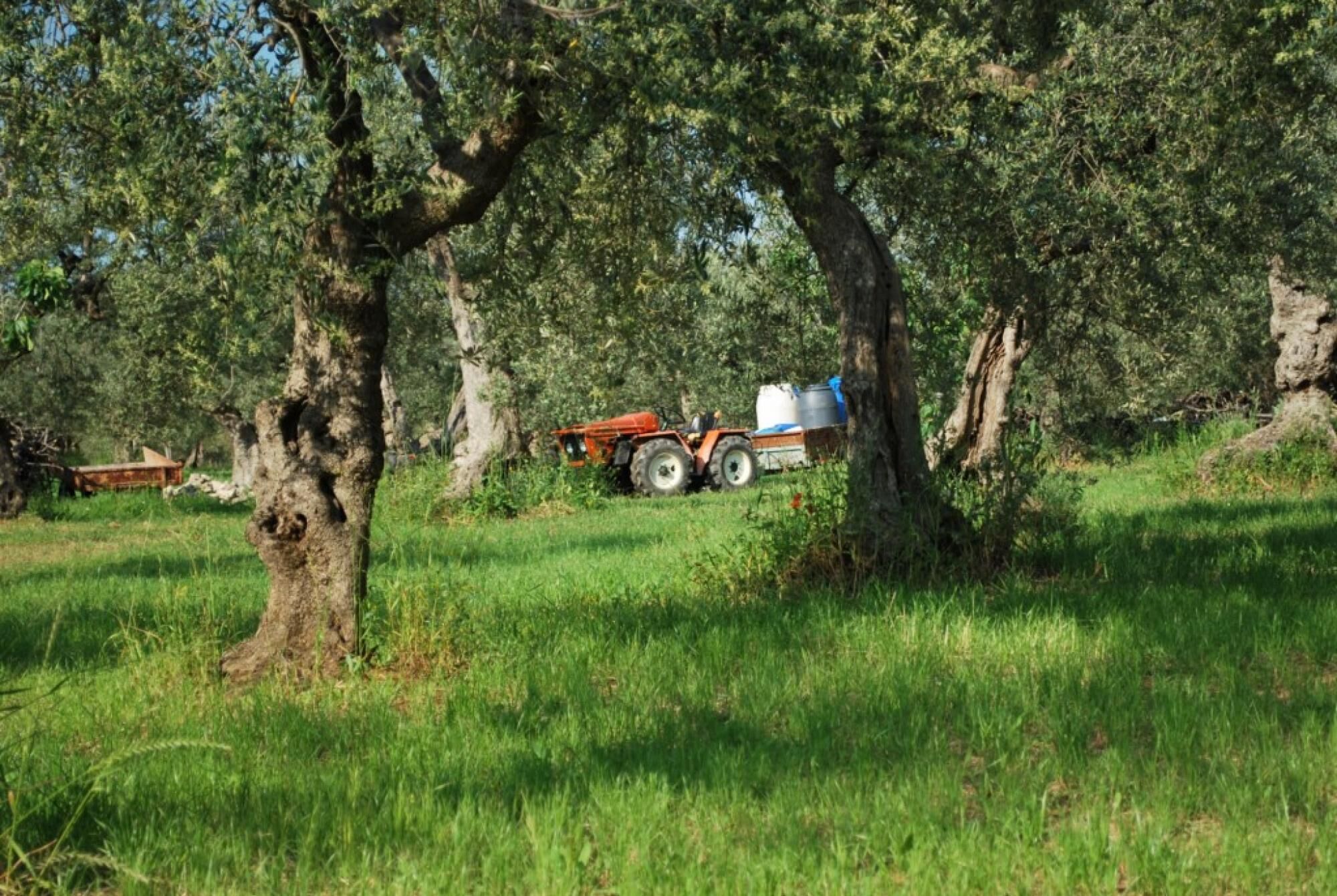 Um trator num campo, com árvores e um edifício ao fundo.