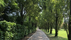 Un camino pavimentado bordeado de árboles y arbustos, que conduce a una zona cubierta de césped.