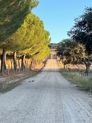 Un camino rural bordeado por filas de árboles y un edificio de piedra a lo lejos.