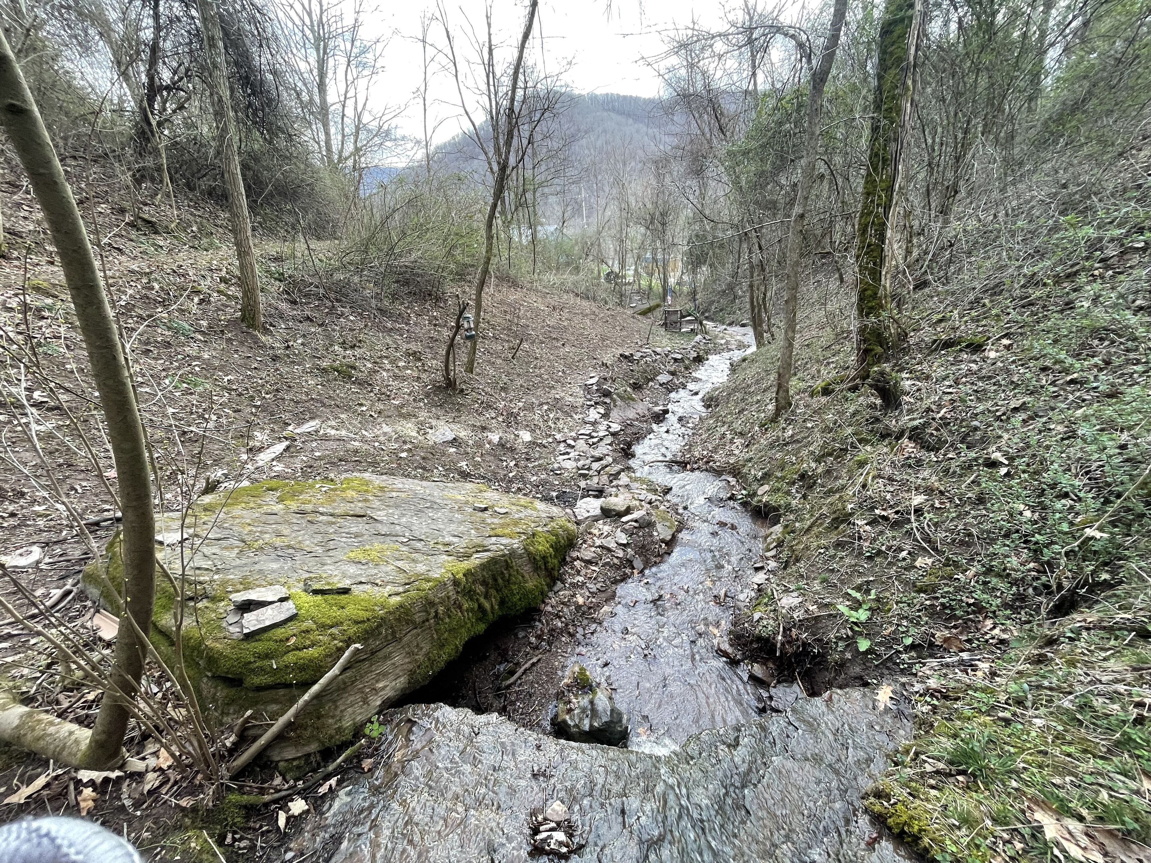 A forested area with a stream running through it.