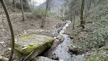 A forested area with a stream running through it.