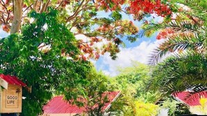 Un camino que conduce a un edificio con techo rojo, rodeado de vegetación exuberante y árboles con flores rojas.