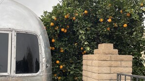 A vintage silver trailer parked next to a brick wall and a tree with oranges. - Chic Airstream on a 1 acre lot on the golf course in Scottsdale (Scottsdale)