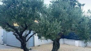 Two olive trees in a yard with a white garage and a blue fence in the background. - To complete (Aramon)