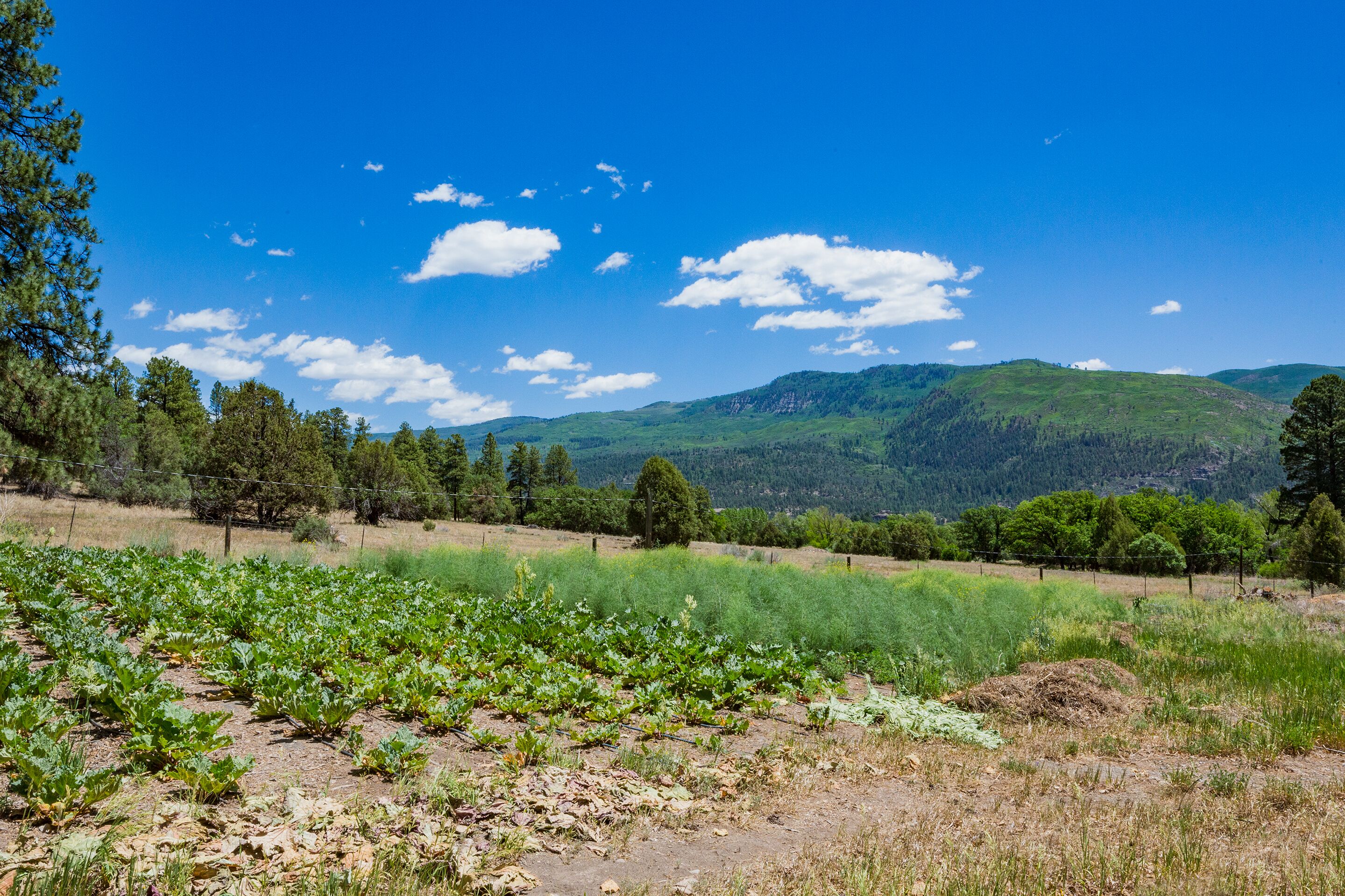 A vineyard with rows of grapevines and a mountainous backdrop.
