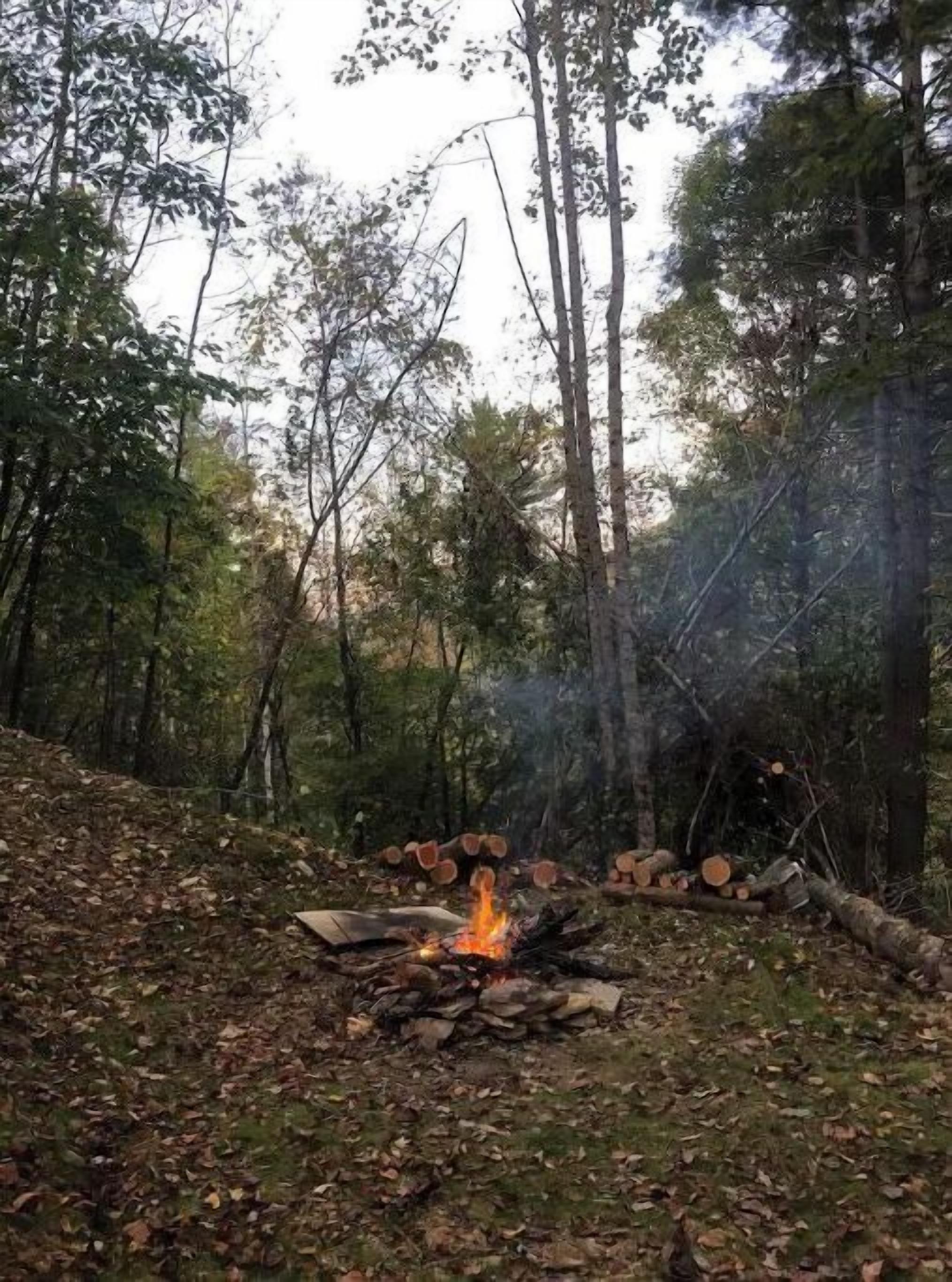 Una fogata en un bosque con árboles y un montón de leña.