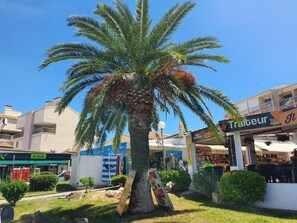 Un palmier dans une cour, avec un bâtiment portant l’inscription « Tralhuer » en arrière-plan.
