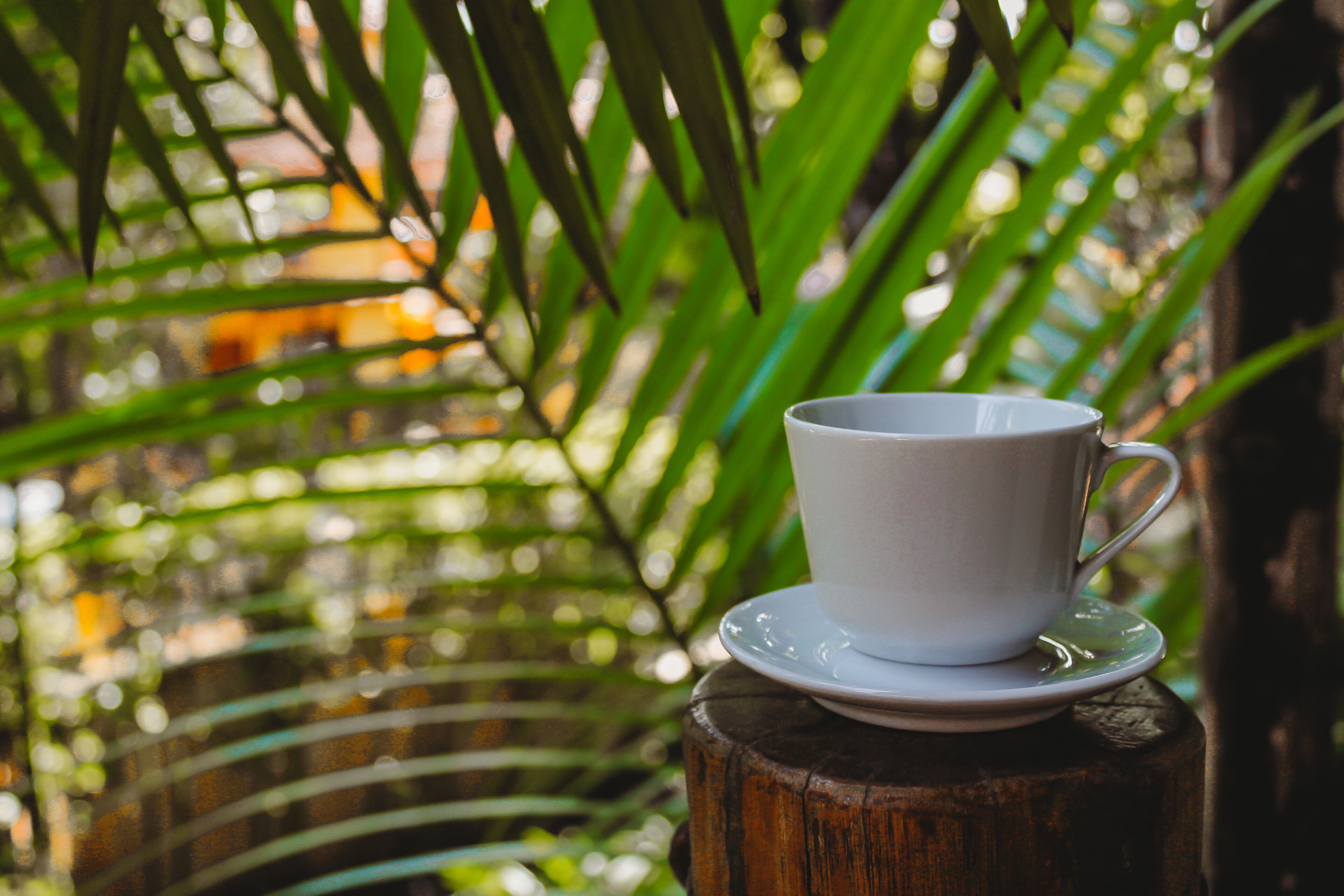 A white cup and saucer on a wooden stump with green foliage in the background.