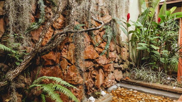 A rock wall with ferns and a small water feature with pebbles. - Pousada Villa Bella (Itacaré)