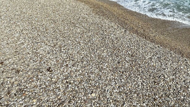 Una playa de guijarros con costa rocosa y vegetación densa.