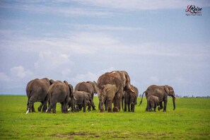Exterior - Amanya Tent Sleeps 2 with Mt Views (Amboseli)