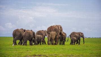 Un troupeau d’éléphants dans un champ d’herbe.