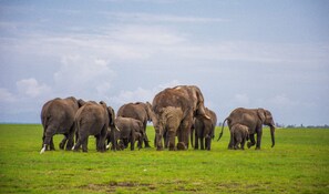 A herd of elephants in a grassy field.