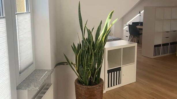 A modern room with a large potted plant, a white desk, and a built-in shelving unit. - Modern 50 sqm apartment with living room, bedroom and balcony (Bad Aibling)