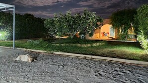 A house with a paved driveway, a lawn, and a tree in the foreground. - Blue House Torre Pali Pescoluse (SALVE)