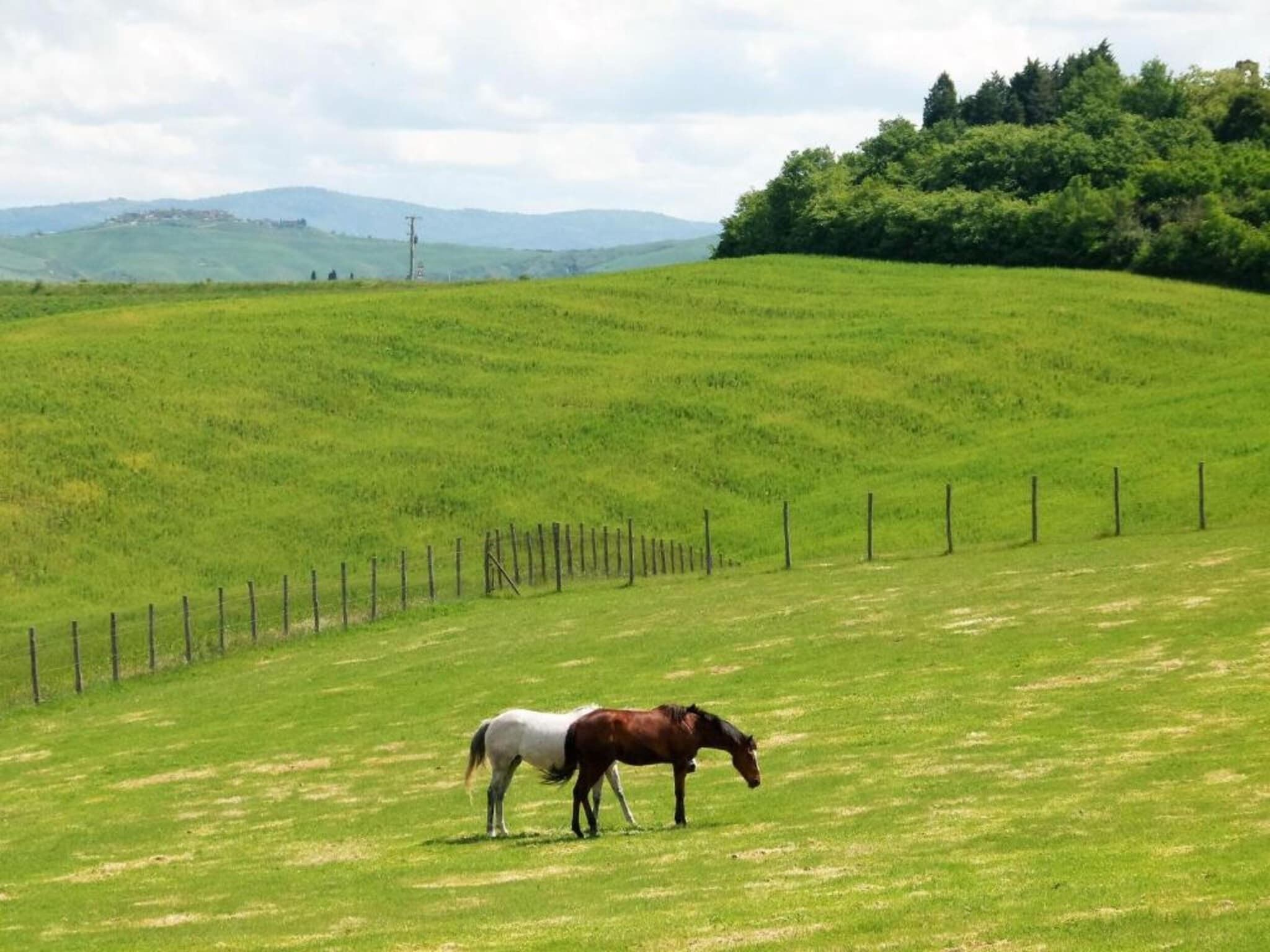 A grassy field with a horse and a fence.