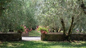 An olive grove with stone walls and a pathway.