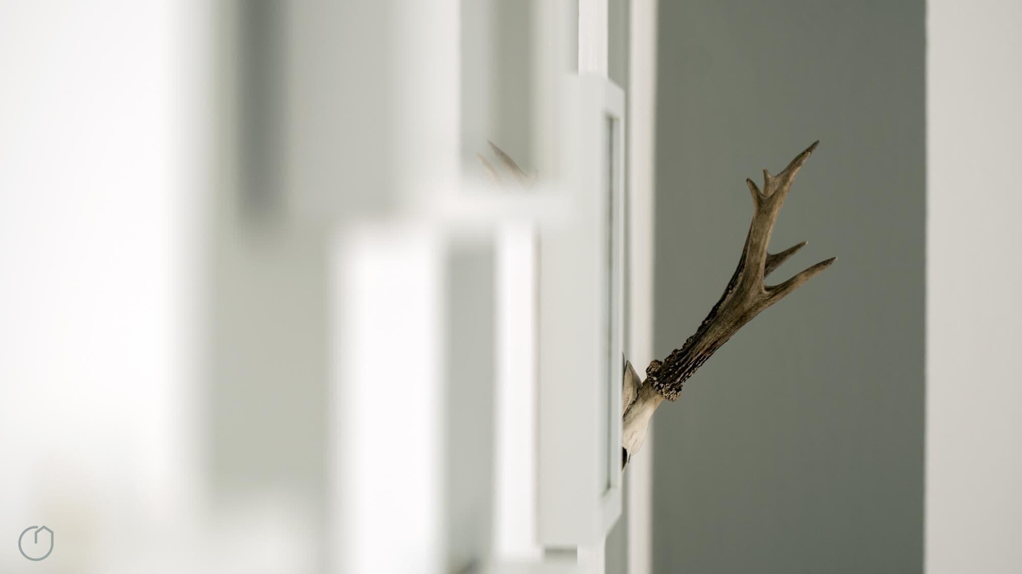 A deer antler mounted on a white wall.
