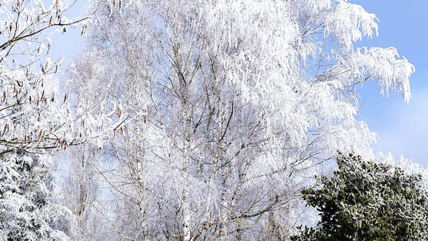 Un parque con árboles cubiertos de nieve, una zona verde y un cielo azul despejado.