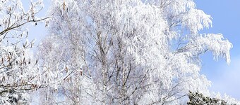 Studio 2 P in marshland, ideal for relaxation with swimming pool, rowing boat, bicycles in park.