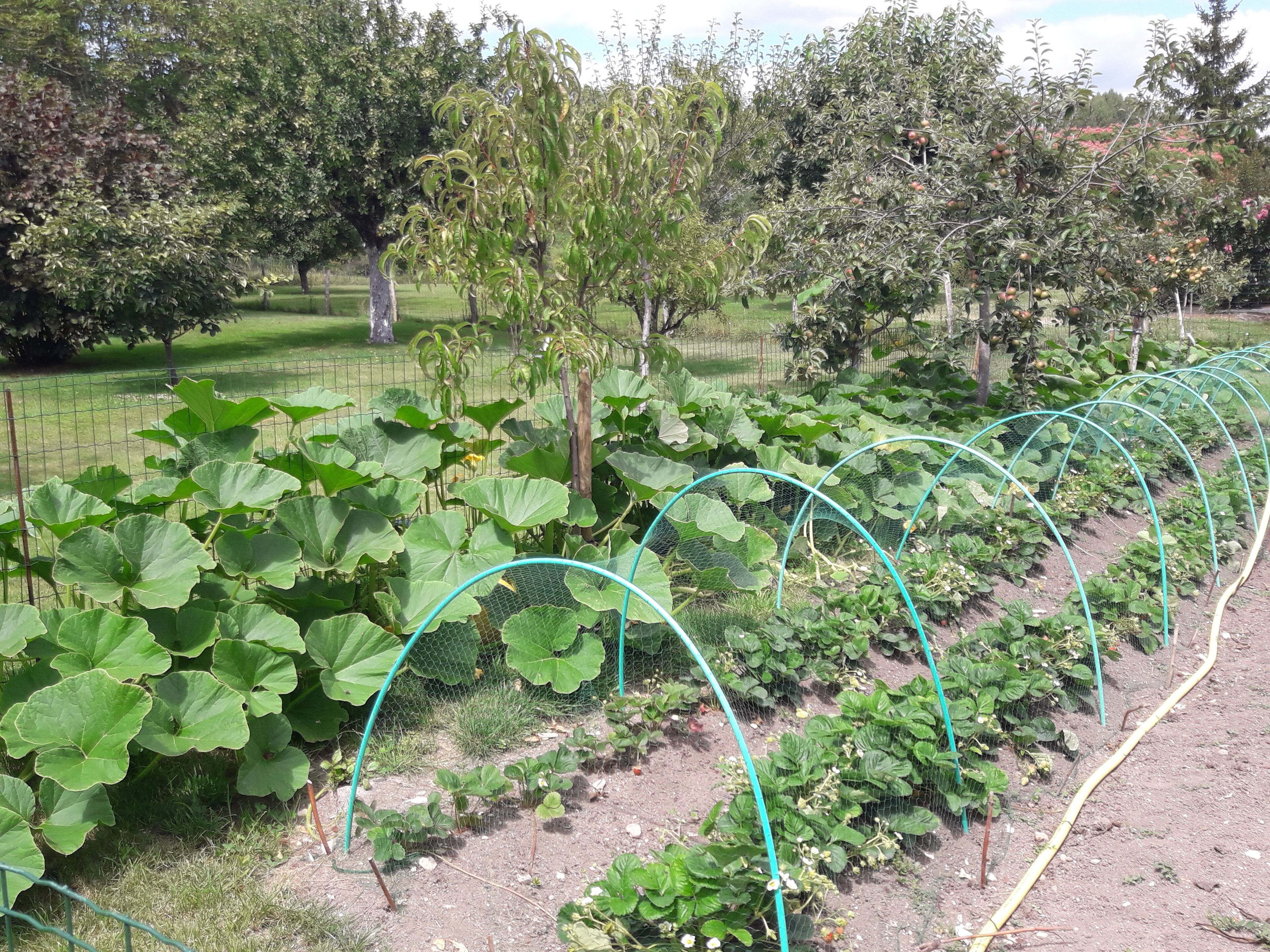Een tuin met rijen aardbeienplanten en planten met grote bladeren, mogelijk courgettes, omheind door een draadhek.